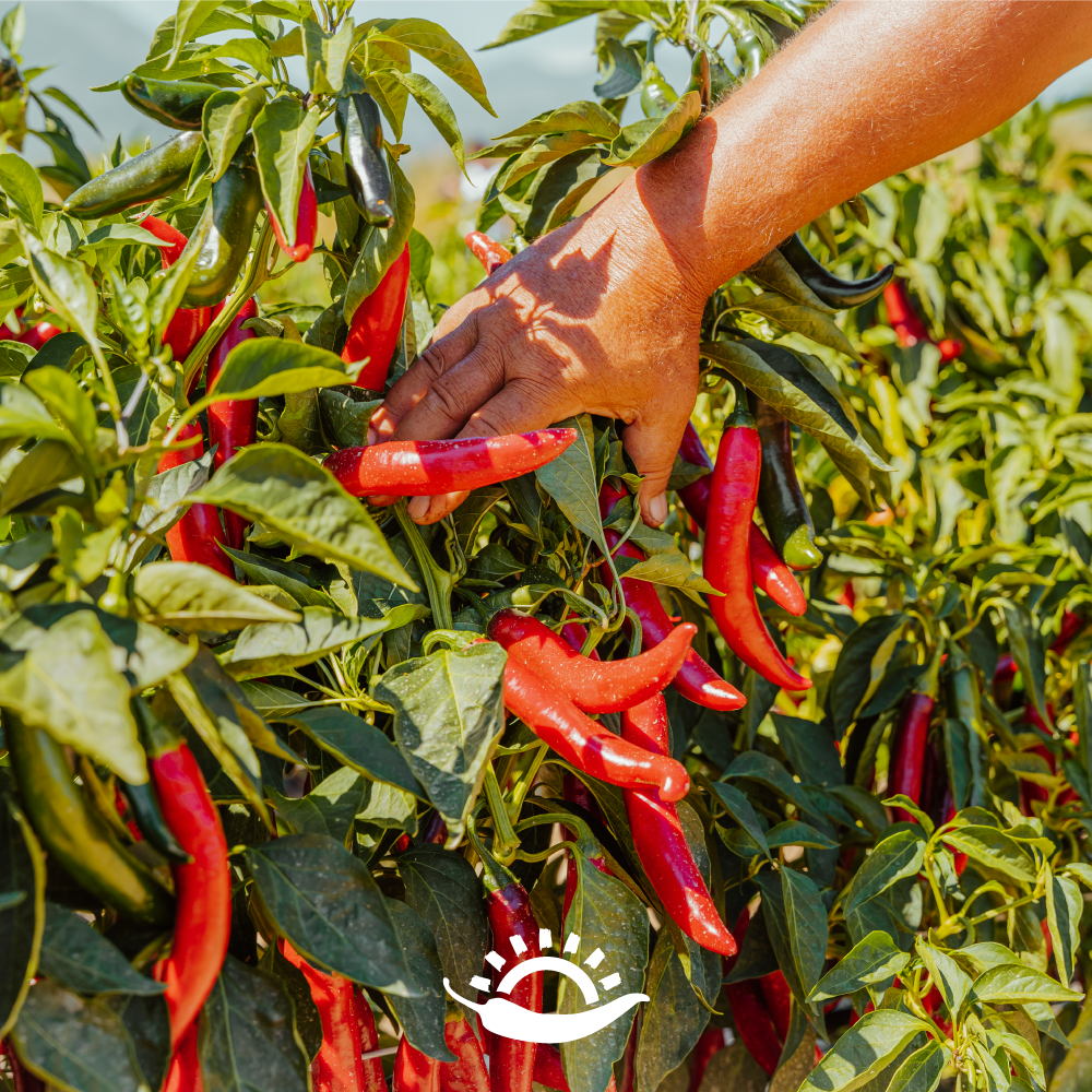 Tuttocalabria Patè di peperoncini
